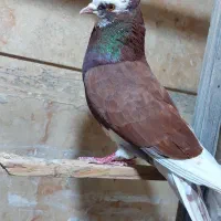 کفتر پرشی
