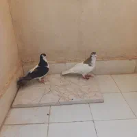 کبوتر