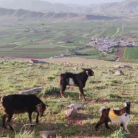 بزنر