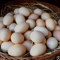 تخم مرغ بومی