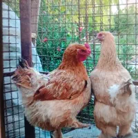 مرغ و خروس برهما