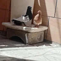 رنگه|پرنده|مشهد, نظام دوست|دیوار