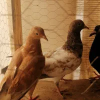 کفتر