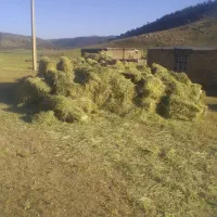 علوفه گندمی(سوزه)