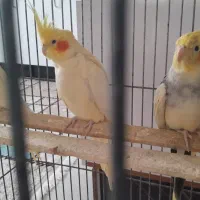 ۳ عدد عروس هلندی بالغ