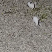 بچه خرگوش
