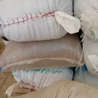 گاودانه یا کروشنه  دامی