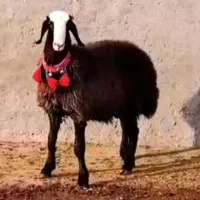 بره قوچ بسیار عالی جوان اصیل نژاد شال پایه دوقلو