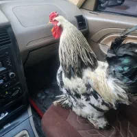 خروس برهما