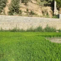 فروش نشا برنج