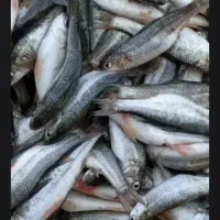 شوچی تازه..