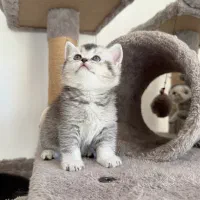بچه گربه های اصیل اسکاتیش نر وماده