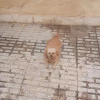 تل ریز بانمک ماده