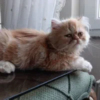 جفت یابی