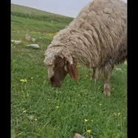 بره قوچ سنجابی اصیل