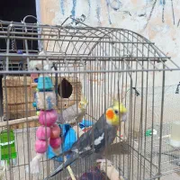 چهار عدد عروس هلندی