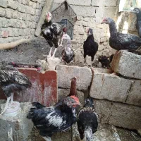 جوجه محلی 6عدد