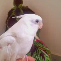 عروس هلندی البینو دستی