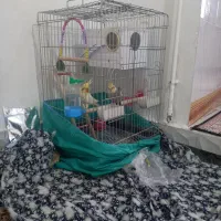عروس هلندی