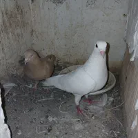 جفت کفتر