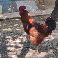 خروس محلی