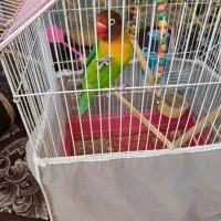 کوتوله برزیلی سخنگو