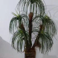 درخچه