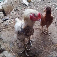 مرغ و خروس لاری اصل