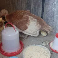 بوقلمون مادر همراه ۱۵عدد جوجه