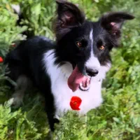 سگ بردر کالی (بردرکالی) border collie