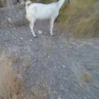 بز چاق
