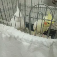 یک جفت عروس هلندی مولد سخنگو