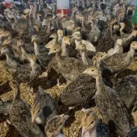جوجه بوقلمون 25 روزه برنز بوربون