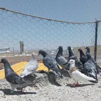 کبوتر