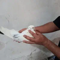 سوسنگرد