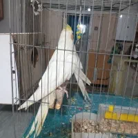 عروس هلندی