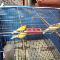 جوجه قناری ماده
