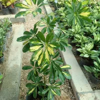 حراج انواع شفلرا در گلخانه نور