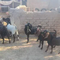 قصابی