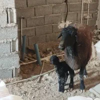 گوسفند ماده