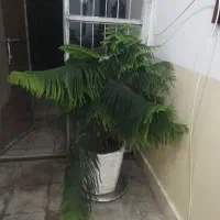 باسلام کاج مطبق پر خوشگل زیرقیمت