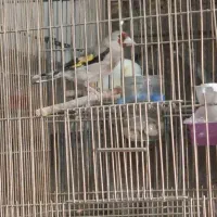 سهره و قناری