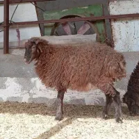 بره