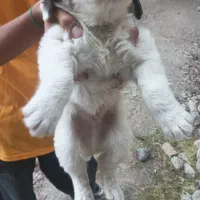 سگ پا کوتاه