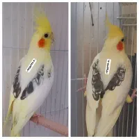 عروس هلندی .طوطی .عروس. دو کت