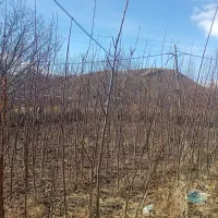 نهال گردو ۳ ساله توسرکان