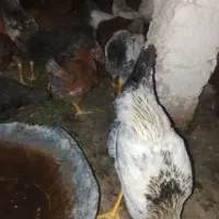 جوجه