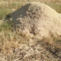فروش کاه گندم