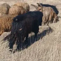 نر بز|حیوانات مزرعه|قزوین, |دیوار