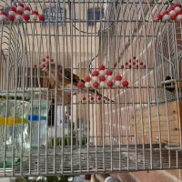 با سهره معاویه میکنم